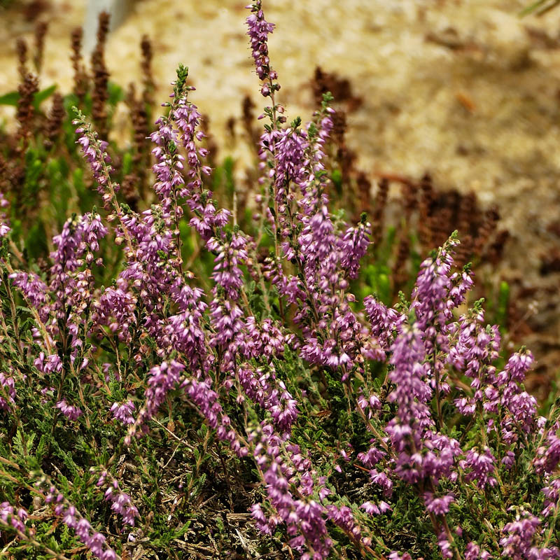 Besenheide