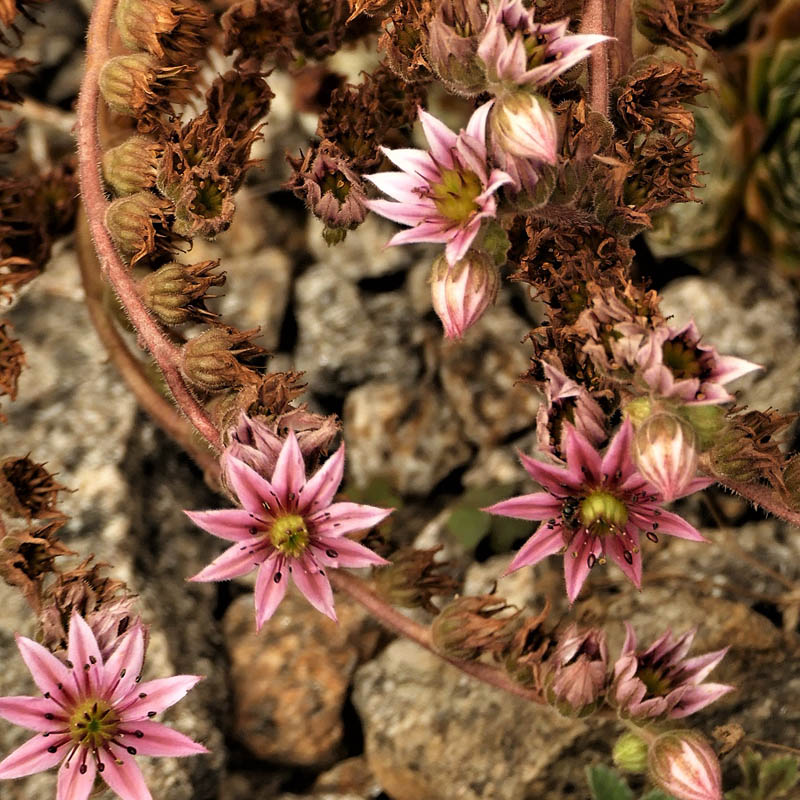 Sempervivium Archnoideum