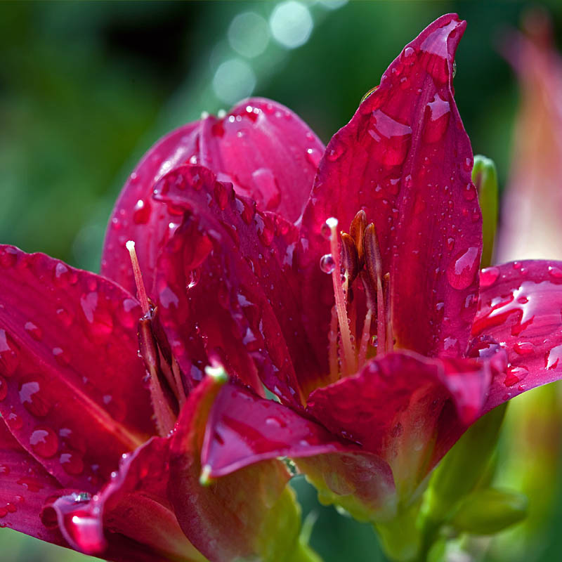 blüte im Staudenbeet