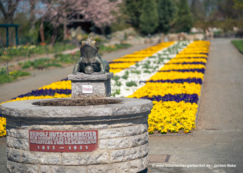 Trinkwasserbrunnen mit Frosch